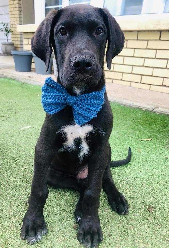 Picture of a Great Dane dog