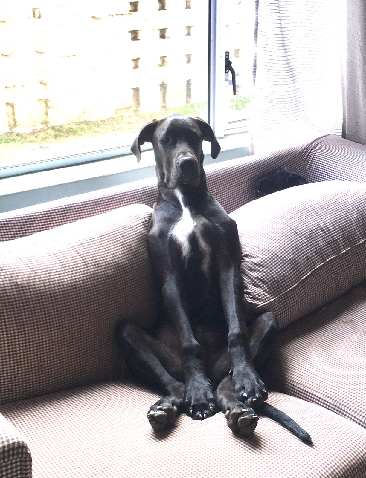 Picture of a Great Dane dog