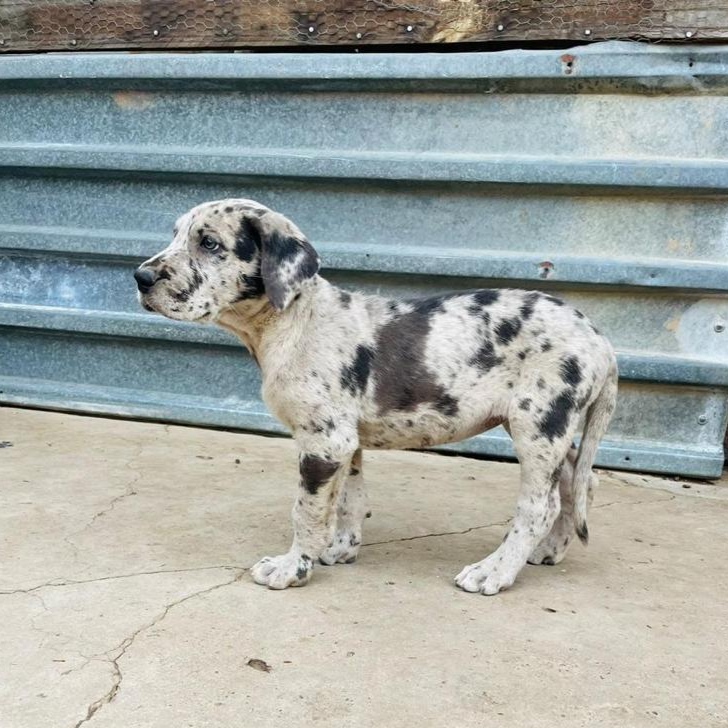 Picture of a Great Dane dog