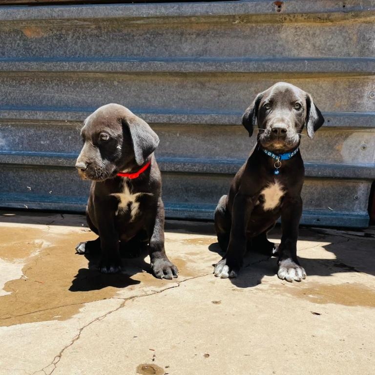 Picture of two Great Dane puppies